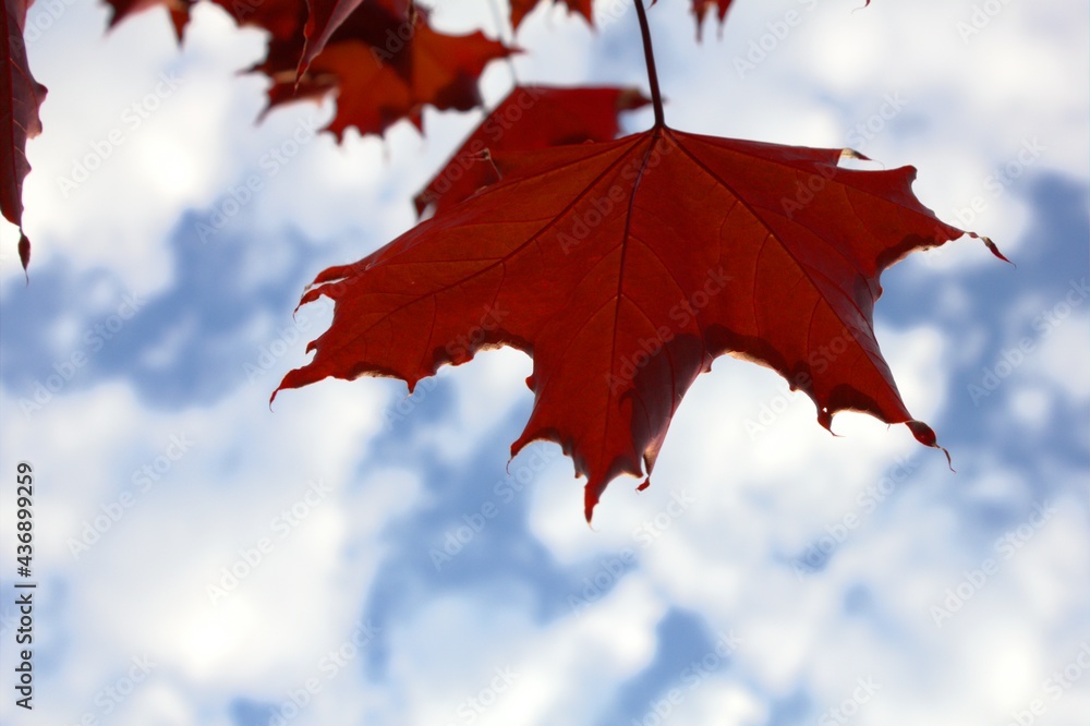 Fototapeta premium Canadian red maple leaf against a blue sky with clouds.