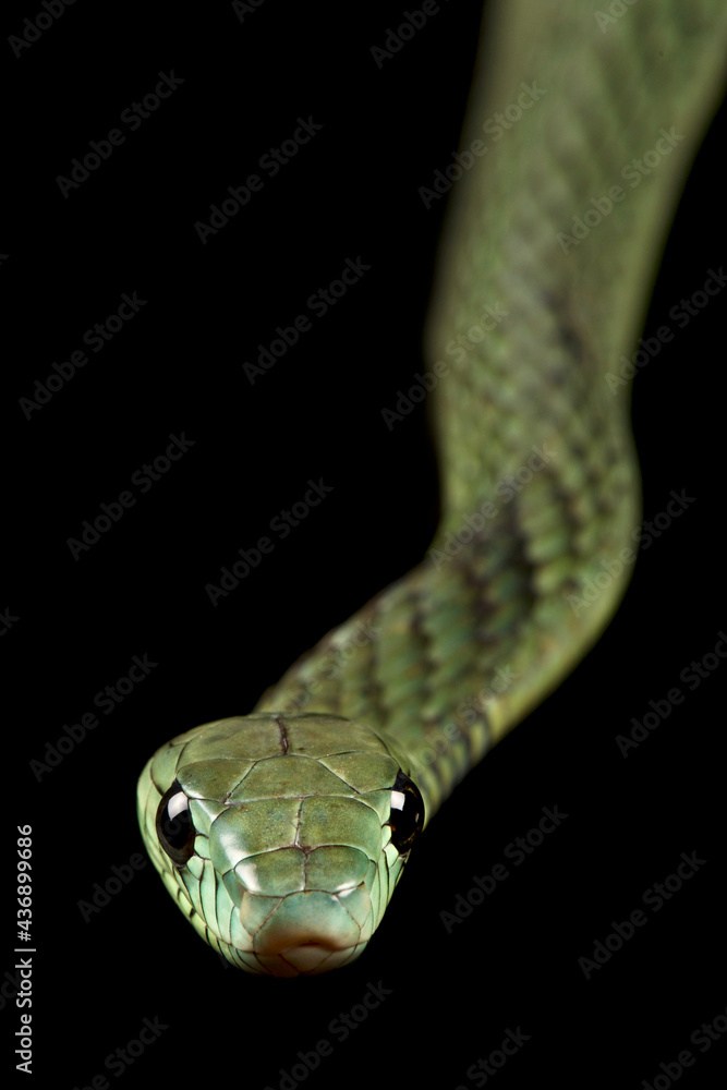 Western green mamba (Dendroaspis viridis) Western green mamba (Dendroaspis viridis)