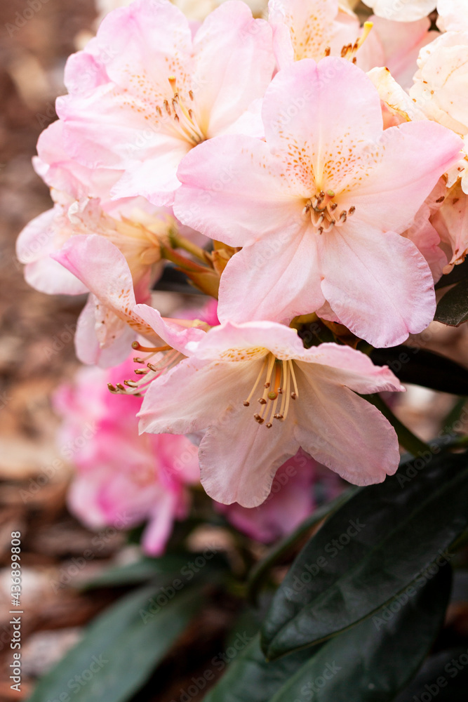 Pink rhododendron in the garden