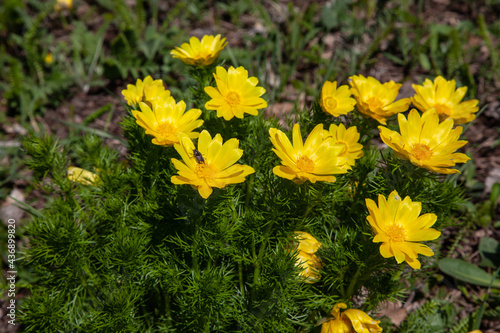 Obraz na płótnie Spring flower adonis grows in a clearing.