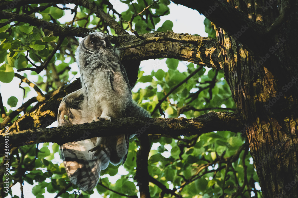 Fototapeta premium Waldohreule mit Nachwuchs