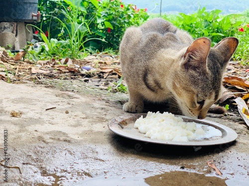 Cat eating rice on plate