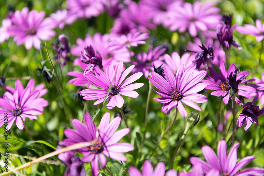 Flowers have souls. Purple flowers. Purple osteospermum barberiae. African daisies in bloom Flowers have souls. Purple flowers. Purple osteospermum barberiae. African daisies in bloom