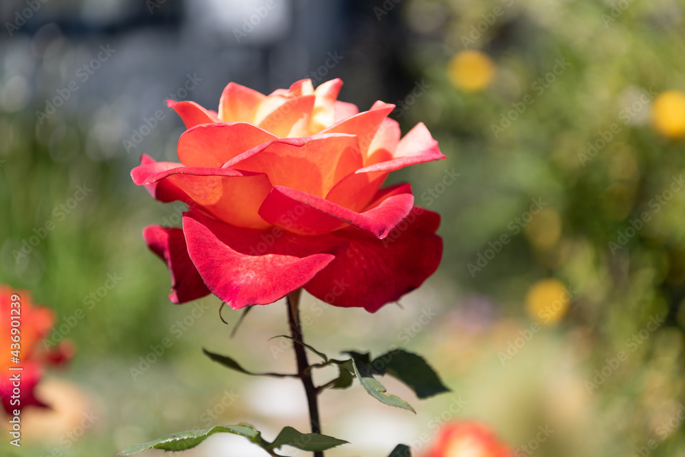 Let beauty bloom. Beautiful rose natural background. Blooming rose with red petals. Genus rosa Let beauty bloom. Beautiful rose natural background. Blooming rose with red petals. Genus rosa