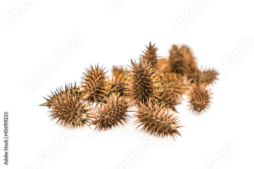 Valokuva Burdock seeds of sticky plants that stick to dogs and clothes, close-up macro sh