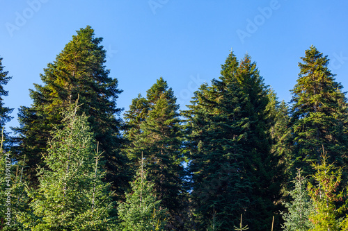 Green trees in a forest of old spruce  fir and pine trees in wilderness of a park