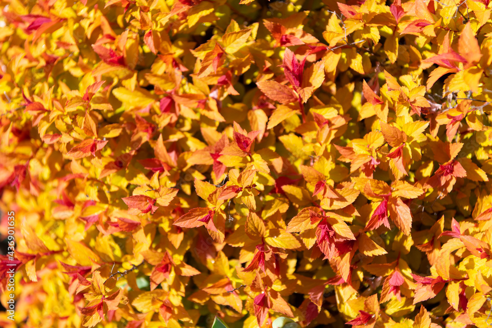 Foliage that offers a burst of color and texture. Colorful foliage. Closer to nature Foliage that offers a burst of color and texture. Colorful foliage. Closer to nature