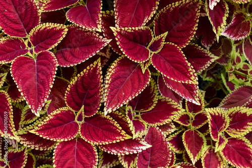 Textura hojas multicolor 