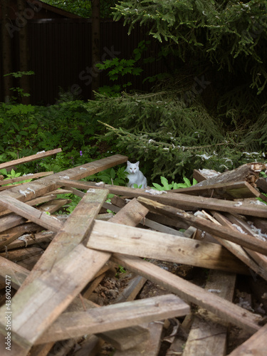 Fototapeta Naklejka Na Ścianę i Meble -  A white cat sits on wooden planks against a background of green trees