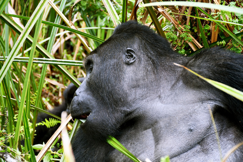 Mountain gorilla in natural habitat. National Park in the Democratic Republic of Congo
