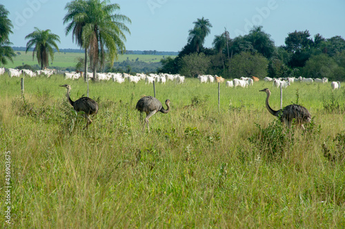 Wild rheas on a farm in Mato Grosso do Sul photo