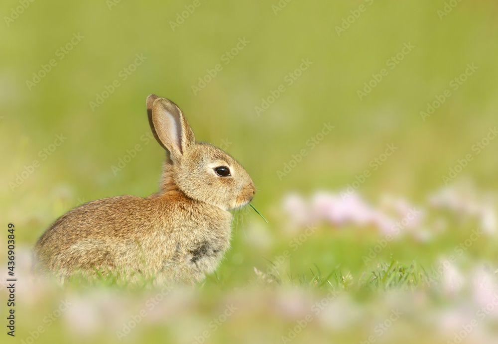 Portrait of a cute little rabbit sitting in meadow Portrait of a cute little rabbit sitting in meadow