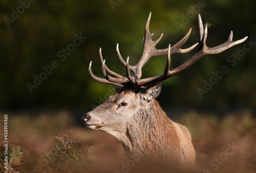 Portrait of a red deer stag