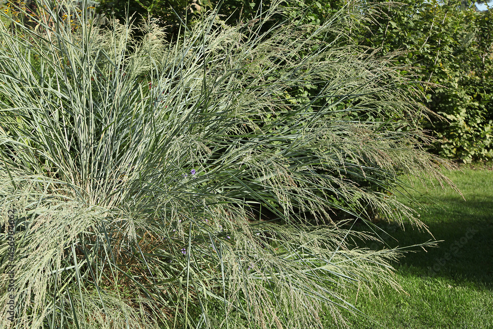Diverse graminées dans un jardin Diverse graminées dans un jardin