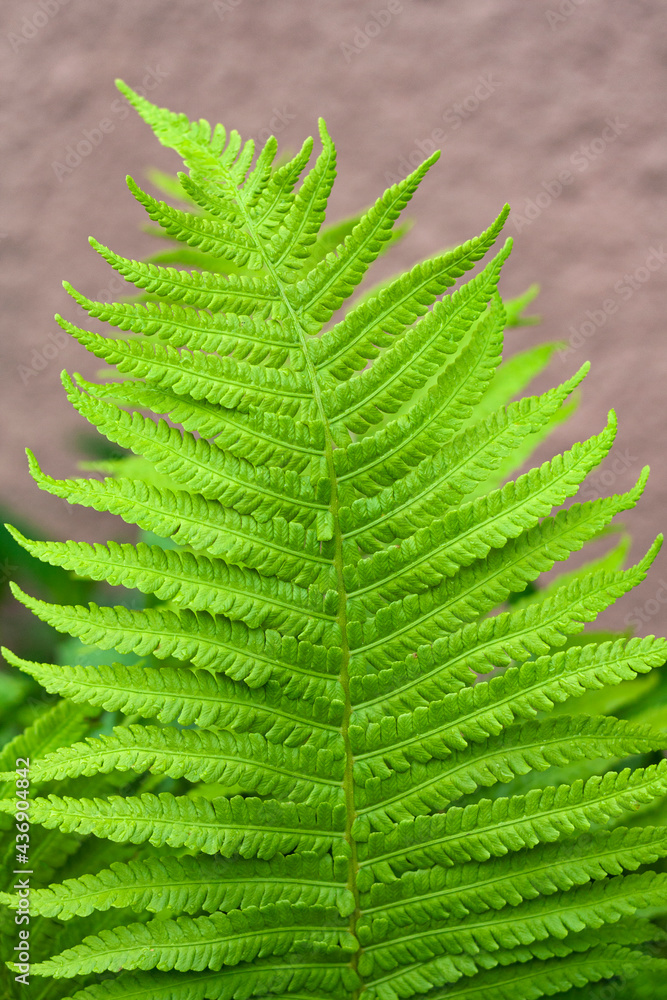 Green fern leaf