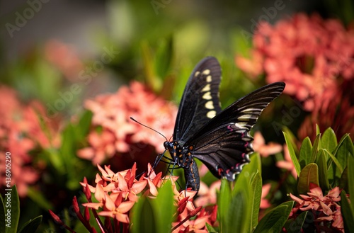 butterfly, insect, flower, nature, macro, animal, garden, wings, summer, beautiful, green, black, yellow, monarch, wing, orange, colorful, spring, beauty, wildlife, red, swallowtail, flowers, white, i