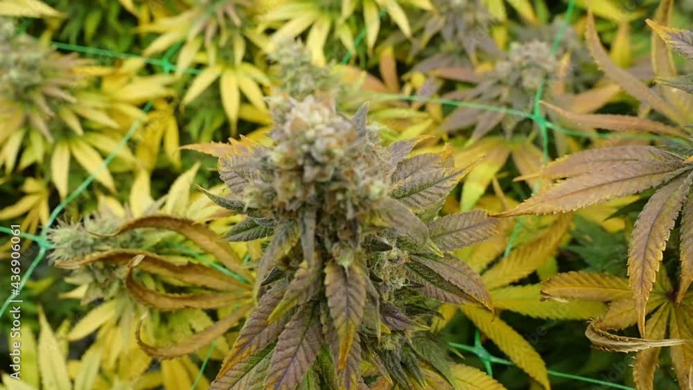 Flowering cannabis plants in a hydroponic greenhouse Flowering cannabis plants in a hydroponic greenhouse