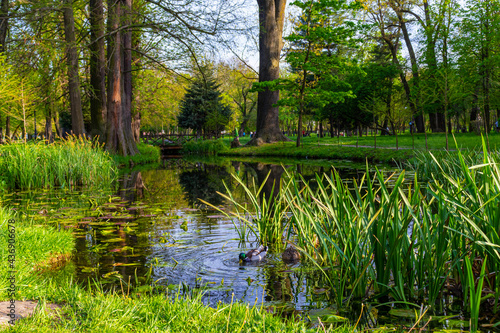 Canvas Print Landscape photography of a lake in the park