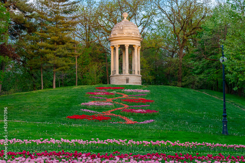 Tulip flowers in the garden of Nicolae Romanescu Park, located in Craiova, Romania. Tulip flowers in full bloom in the park. photo