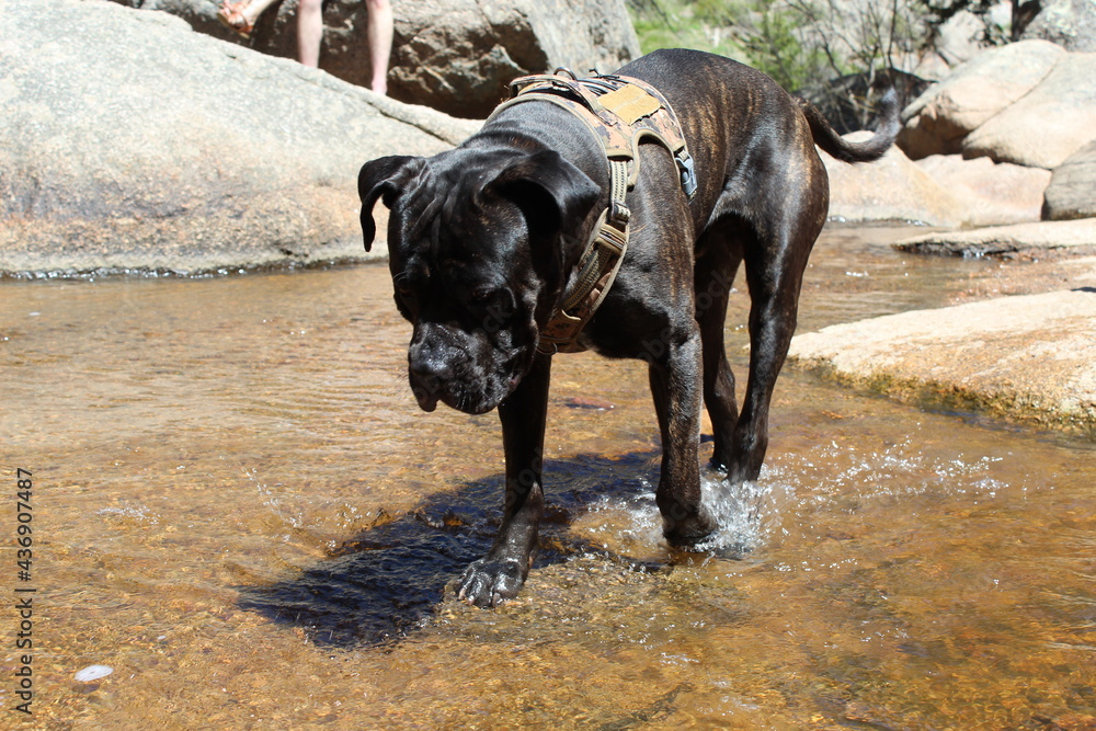 cane corso water