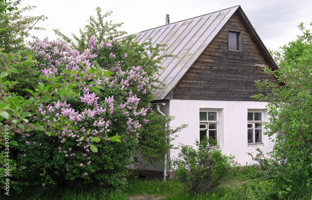 Blooming lilacs near an old Russian village house. Blooming lilacs near an old Russian village house.
