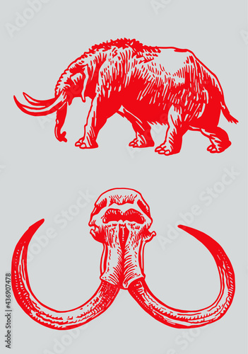 Color vector set of mammoth and skull, graphical elements 