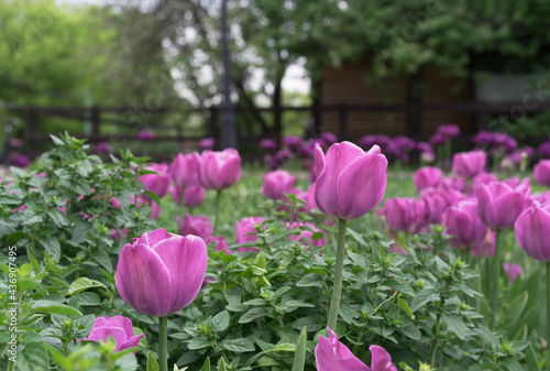 Purple tulips on the background of a wooden house with a fence.