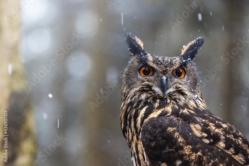 Closeup view of the brown owl in the snow looking at the camera.. Horizontally. 