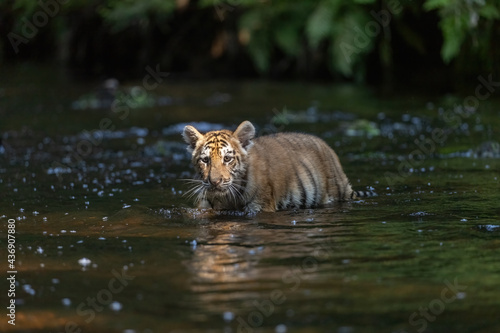 Cute Bengal tiger cub is walking in the river. Horizontally. 