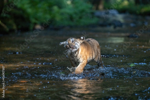 Cute Bengal tiger cub is running in the river. Horizontally. 