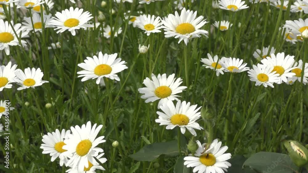 Flowers of chamomile (Latin. Matricaria) in the summer garden Flowers of chamomile (Latin. Matricaria) in the summer garden