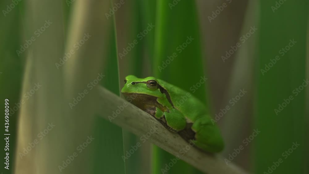 Male of European tree frog (Hyla arborea) sitting on dry cattail leaf waiting for females during breeding season. Wildlife macro footage with green beige contrast Male of European tree frog (Hyla arborea) sitting on dry cattail leaf waiting for females during breeding season. Wildlife macro footage with green beige contrast