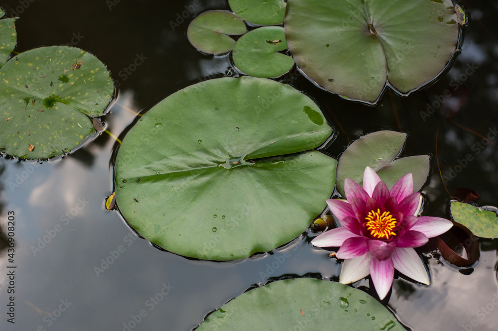 A purple lotus flower blooms in a garden pond surrounded by lily pads. A purple lotus flower blooms in a garden pond surrounded by lily pads.
