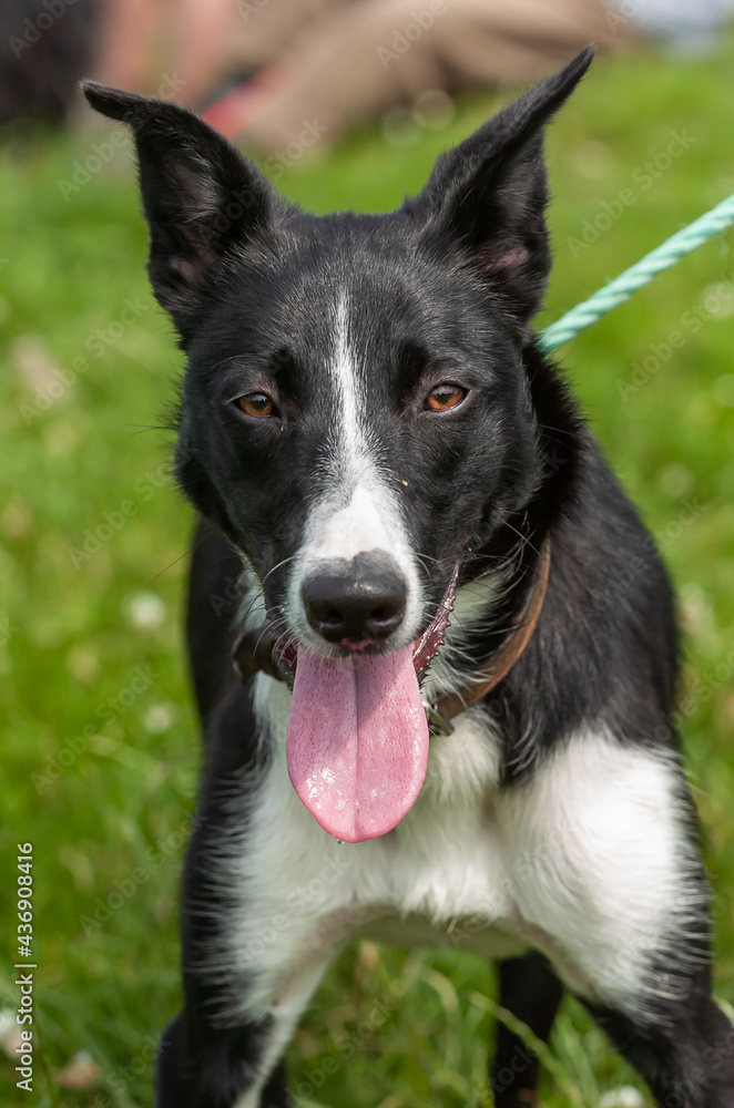 Dressage de chiens de troupeau. Border Collie Dressage de chiens de troupeau. Border Collie