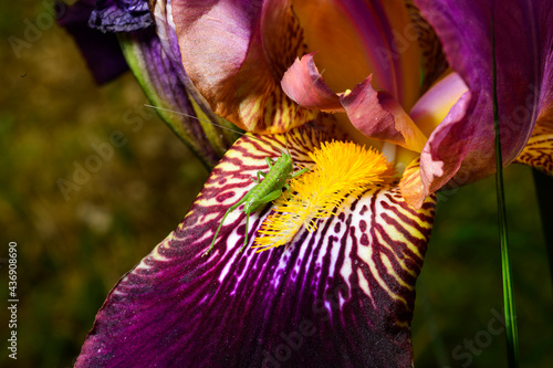 Closeup of a green grasshopper on an iris flower photo