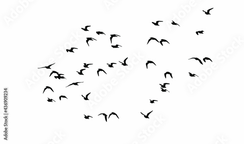 Flying birds. Vector image. White background. © serkanmutan
