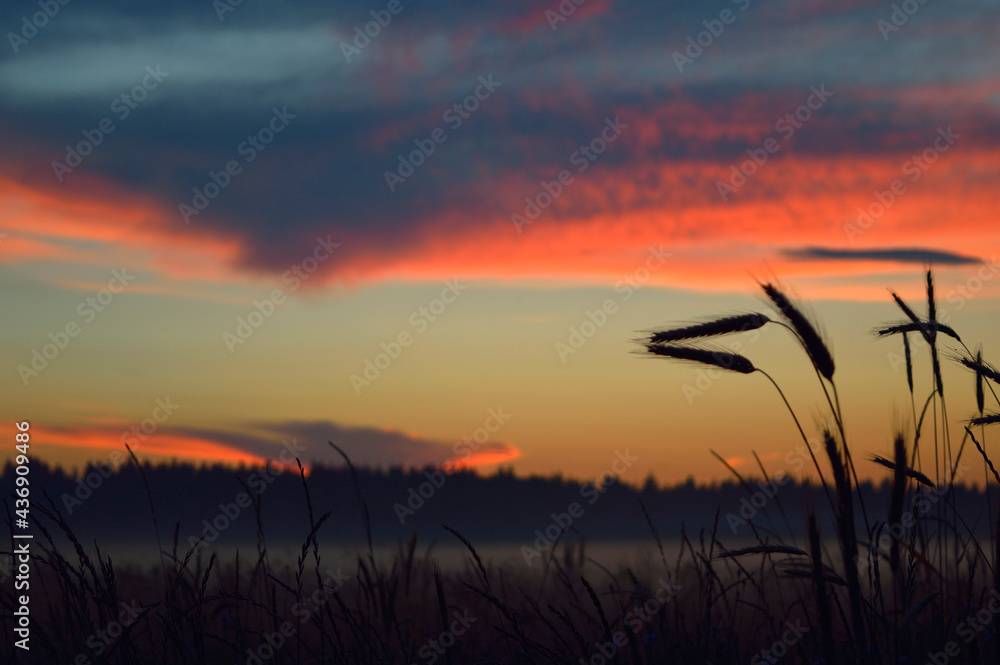 wheat field and sunset