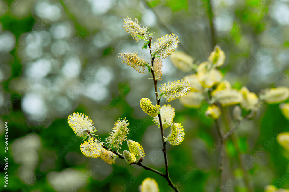 Obraz premium Blossoming willow in spring on a Sunny day.