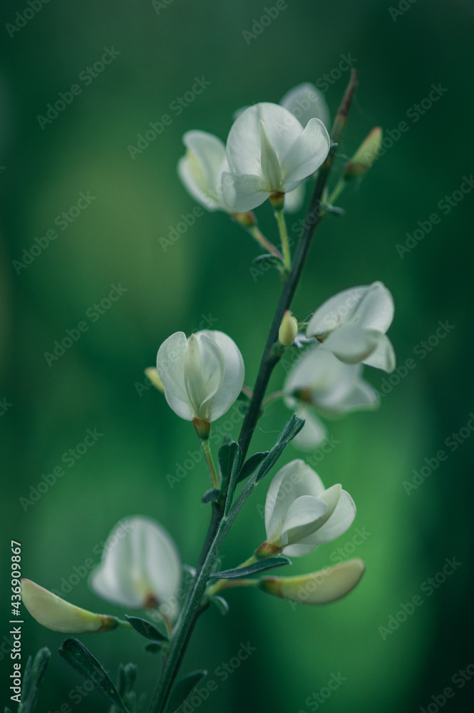 kwiat żarnowca białego - obrazy, fototapety, plakaty 