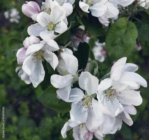 Beautiful flowers on apple tree. Garden background