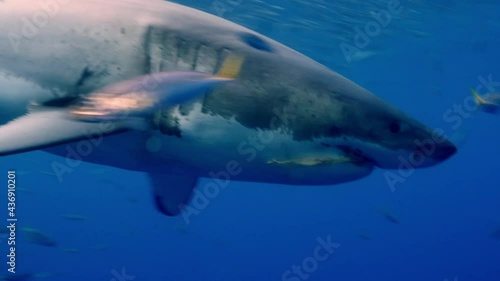 Wallpaper Mural Great white shark swimming underwater in front of camera in a school of fish off the coast of Guadeloupe, Mexico. Carcharodon carcharias, or white shark. Most predator shark in the ocean. Torontodigital.ca