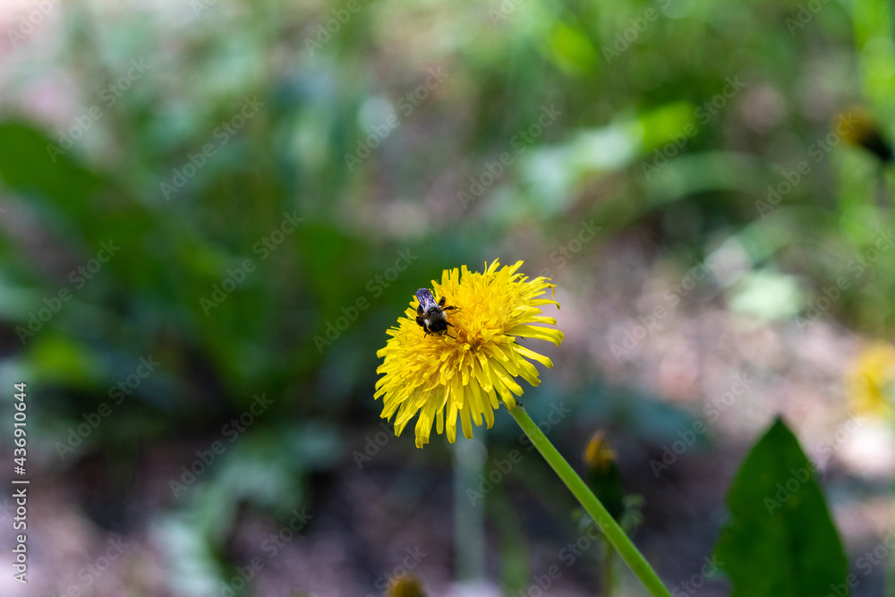 Lone bumblebee Bombus collects honey pollen from dandelion Taraxacum officinale close-up Lone bumblebee Bombus collects honey pollen from dandelion Taraxacum officinale close-up