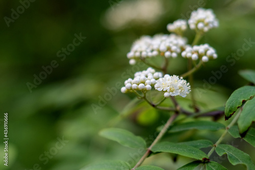 White buds and flowers of common mountain ash tree on blurred green leaves background, selective focus
