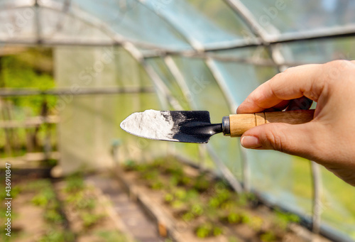 Using baking soda, sodium bicarbonate in home garden and agricultural field concept. Selective focus on person hand holding gardening trowel spade with pile of baking soda, blurred greenhouse on back.