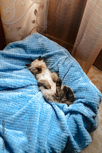 A burmese angora kitten sleeping on a blue cotton blanket with the hind legs up