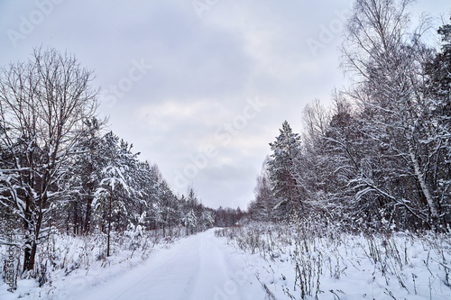 Winter road and snow covered trees in the forest on the roadside