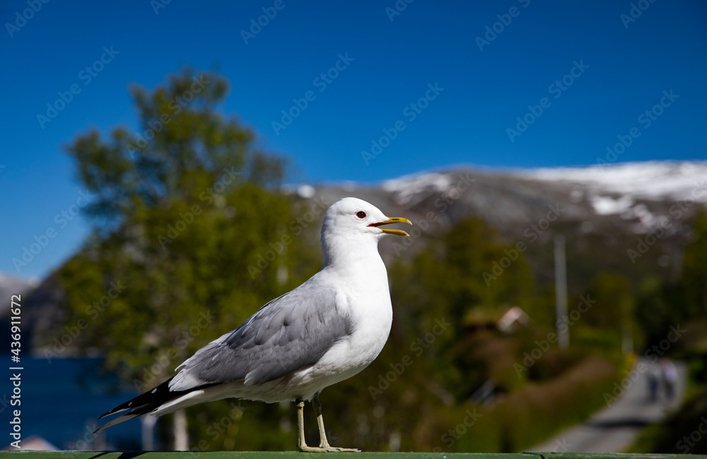 Seagull visit on the porch on a hot summer day in Velfjord,Helgeland,Nordland county,Norway,scandinavia,Europe Seagull visit on the porch on a hot summer day in Velfjord,Helgeland,Nordland county,Norway,scandinavia,Europe