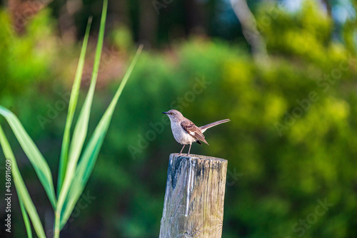 northern mockingbird on a post