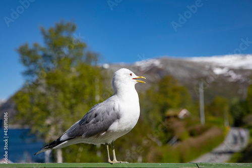 Seagull visit on the porch on a hot summer day in Velfjord,Helgeland,Nordland county,Norway,scandinavia,Europe © Gunnar E Nilsen