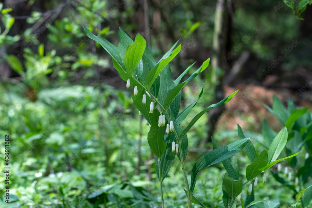 Perennial herbaceous plant Kupena polychlorum Polygonatum multiflorum, Asparagus family Asparagaceae Perennial herbaceous plant Kupena polychlorum Polygonatum multiflorum, Asparagus family Asparagaceae
